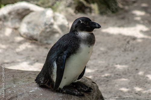 South African penguin