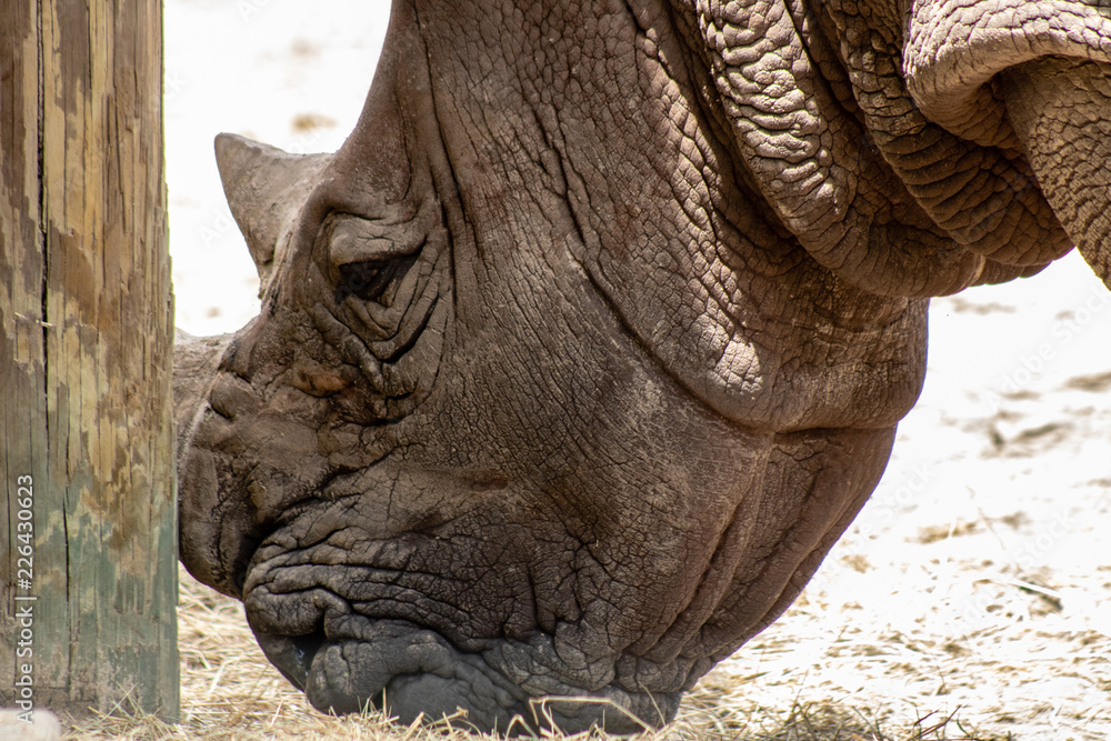 Obraz premium Southern white rhino