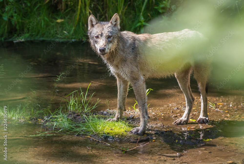 Obraz premium Coastal grey wolf