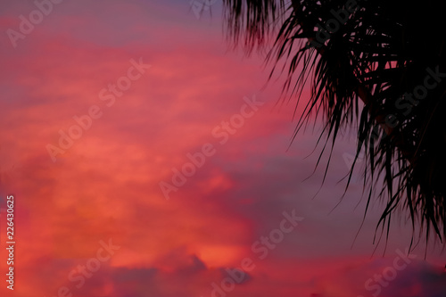 Silhouette of palm tree branches against an orange sunset sky. red sunset.