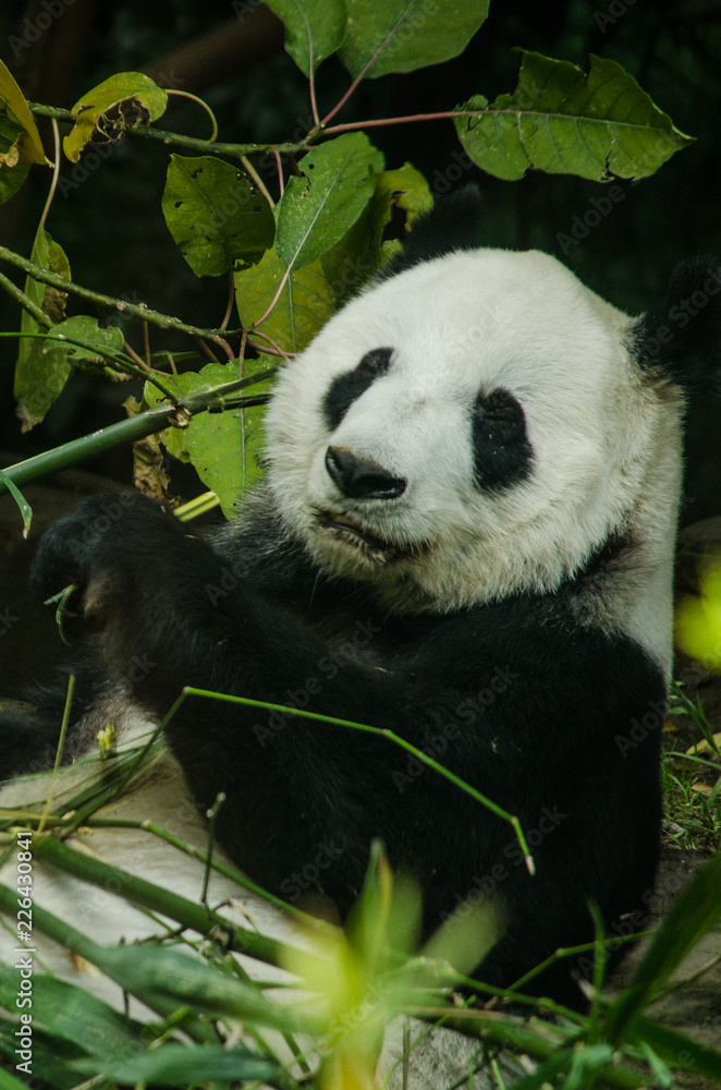Obraz premium Giant Panda