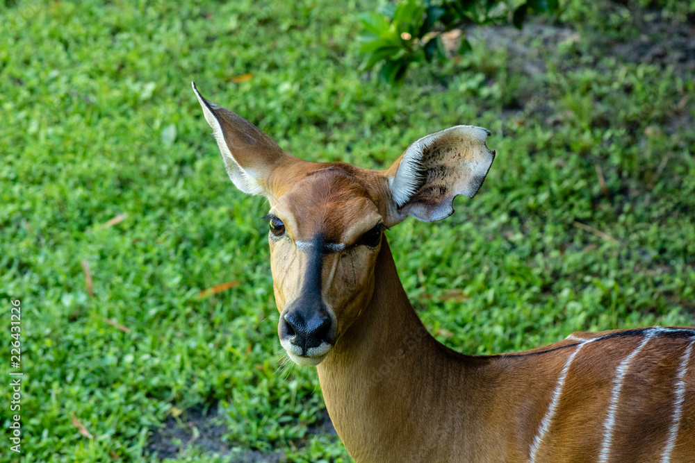 Portrait of an antelope