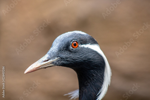 Damoiselle crane © Suzanna