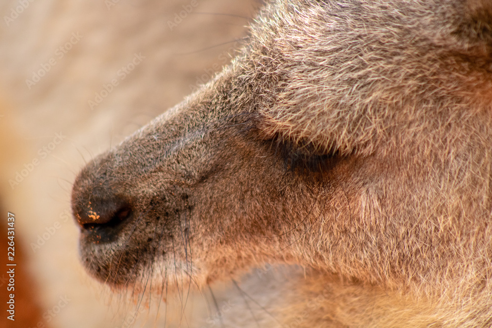 Fototapeta premium Gray kangaroo