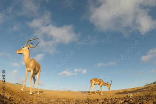 Impala antelope 
