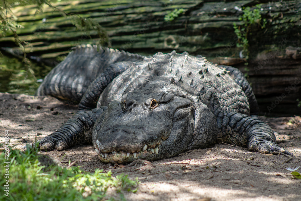 Fototapeta premium American alligator