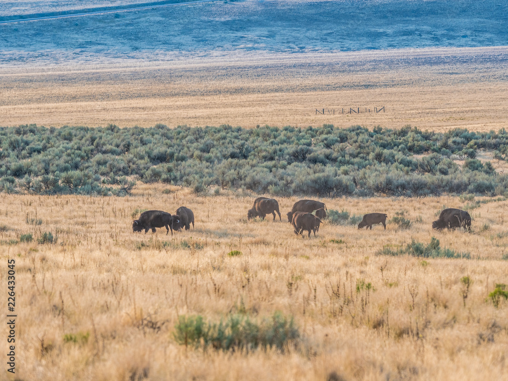 Bison in Antelope Island State Park Bison in Antelope Island State Park