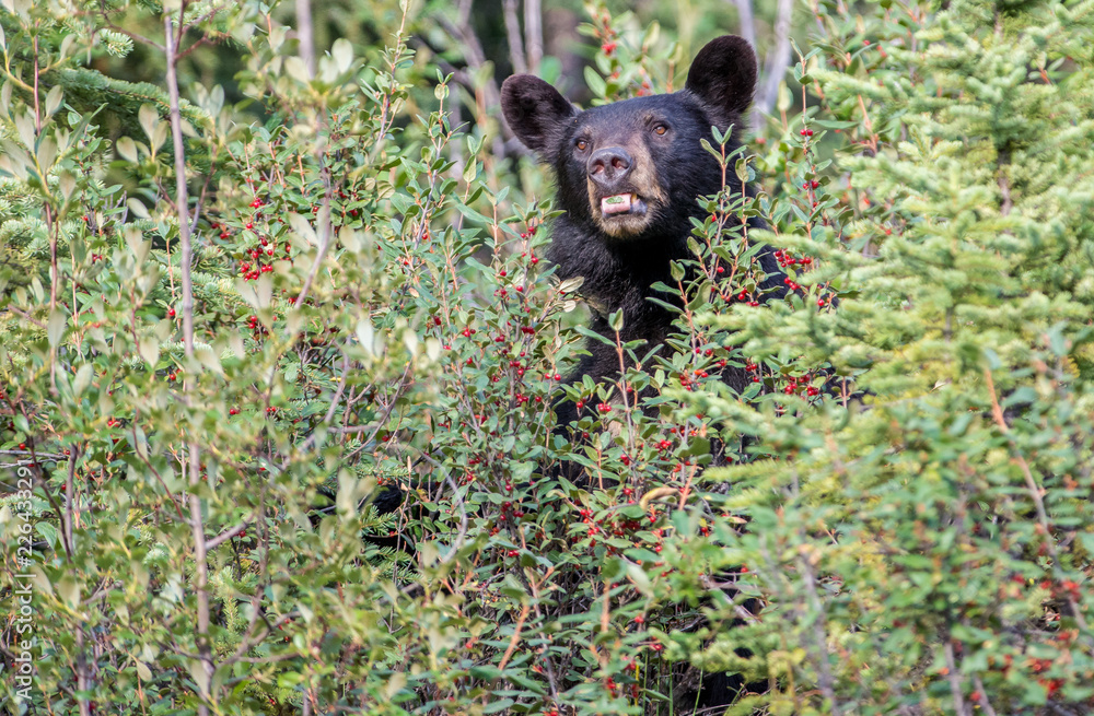 Fototapeta premium Black bears