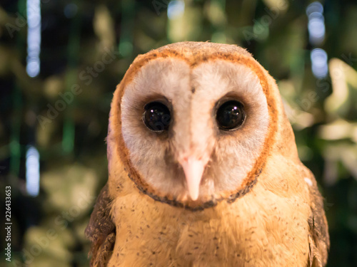 Beautiful Owl in Japan.