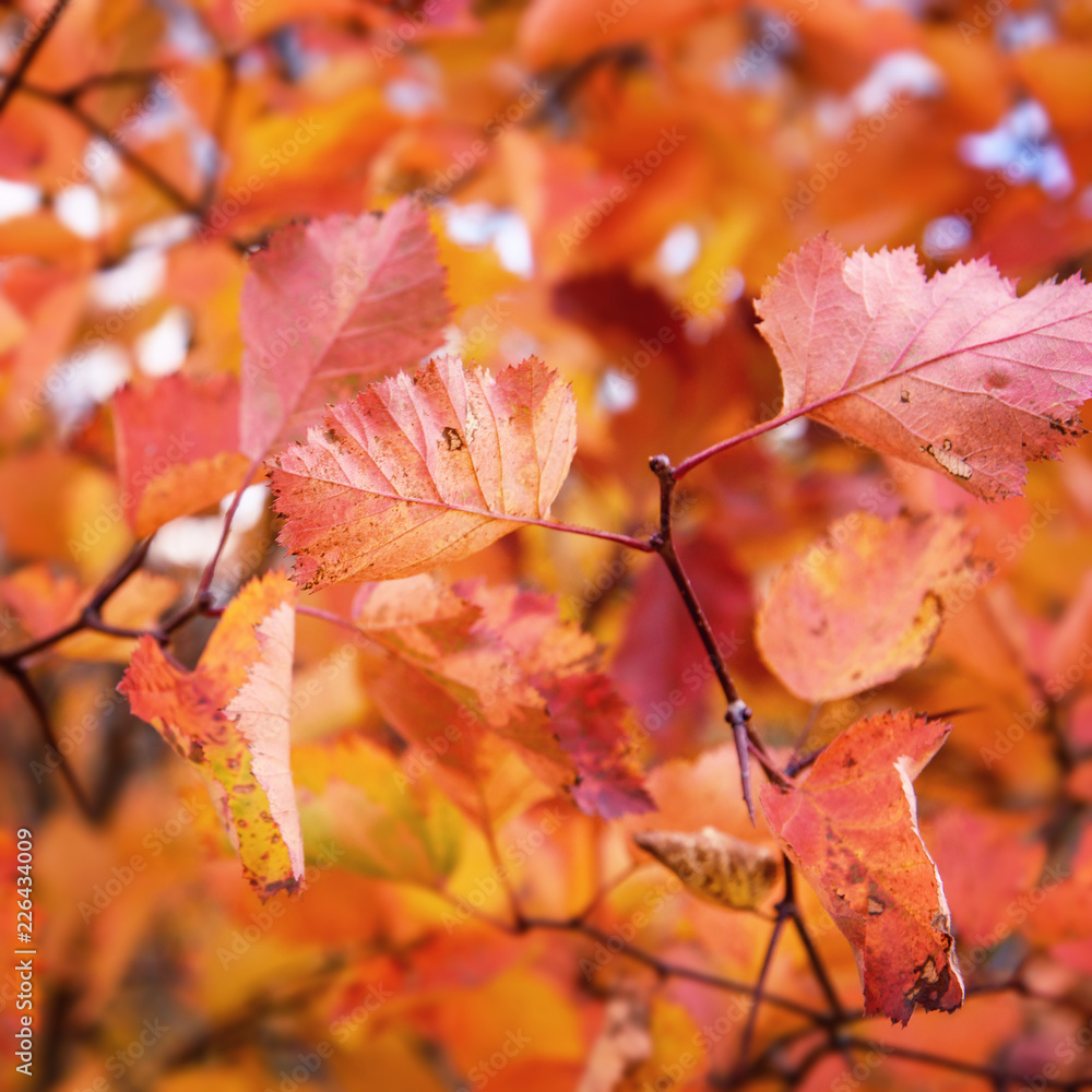 Obraz premium Tree Branch with Red Leaves as Autumn Natural Background