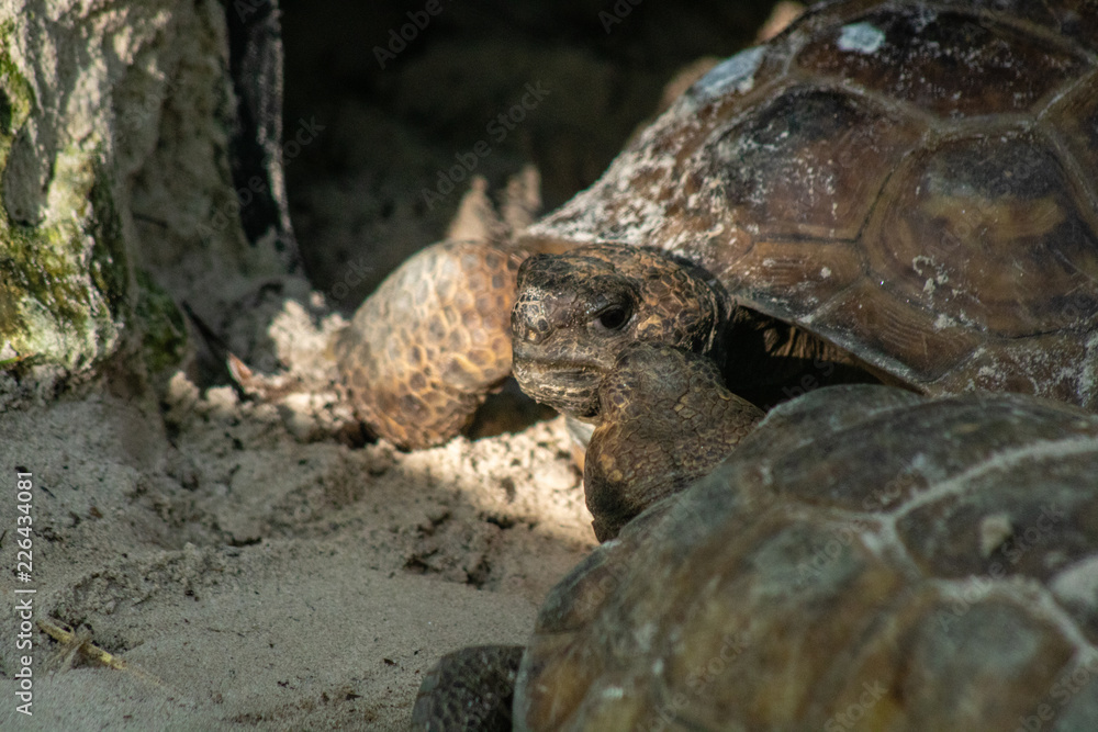 Gopher tortoise