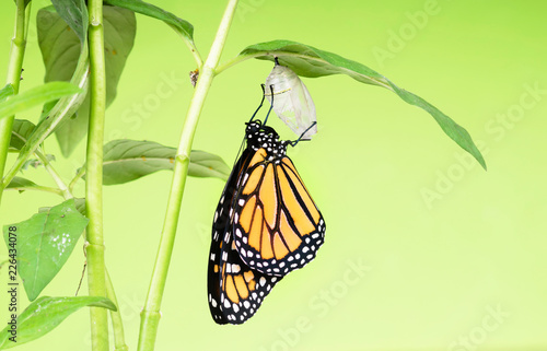 Monarch butterfly (Danaus plexippus) gets out of the cocoon and dries its wings. The butterfly pupa was riveted to the leaf of the plant - Asclepias curassavica. photo