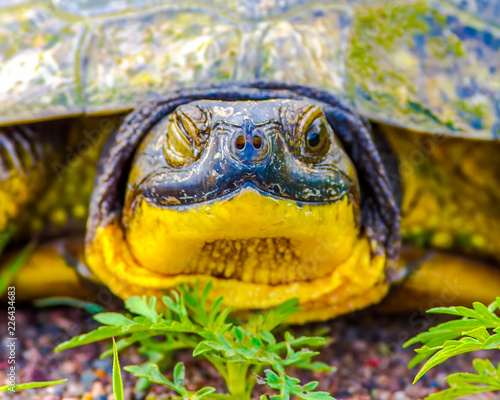 Blanding's turtle portrait photo