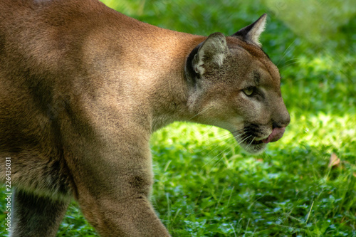 Florida panther