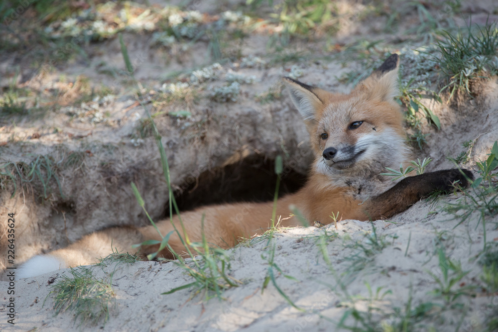 Obraz premium Red fox