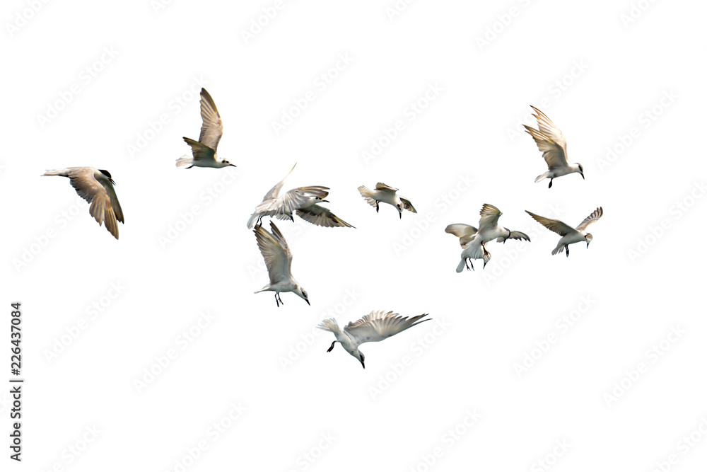 Fototapeta premium Stado ptaków latających na białym tle. To ma ścieżkę przycinającą.