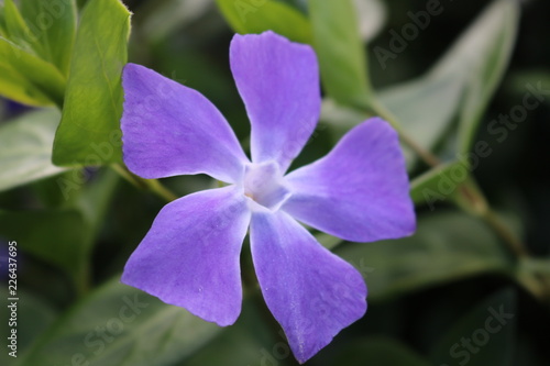 Purple Hexagon Flower