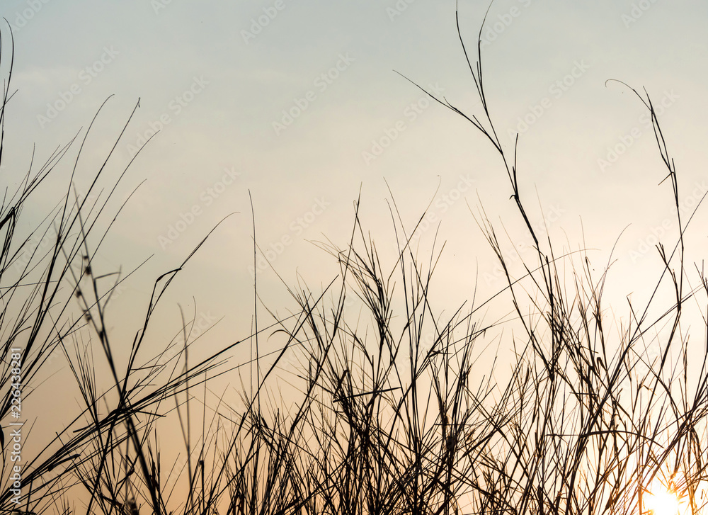 Obraz premium Dried blade of grass in the evening light