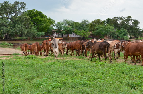 A Punjab's farmer grazing cows