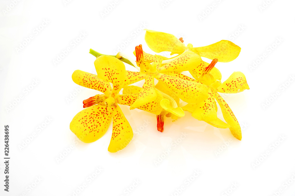 Fototapeta premium Yellow orchid