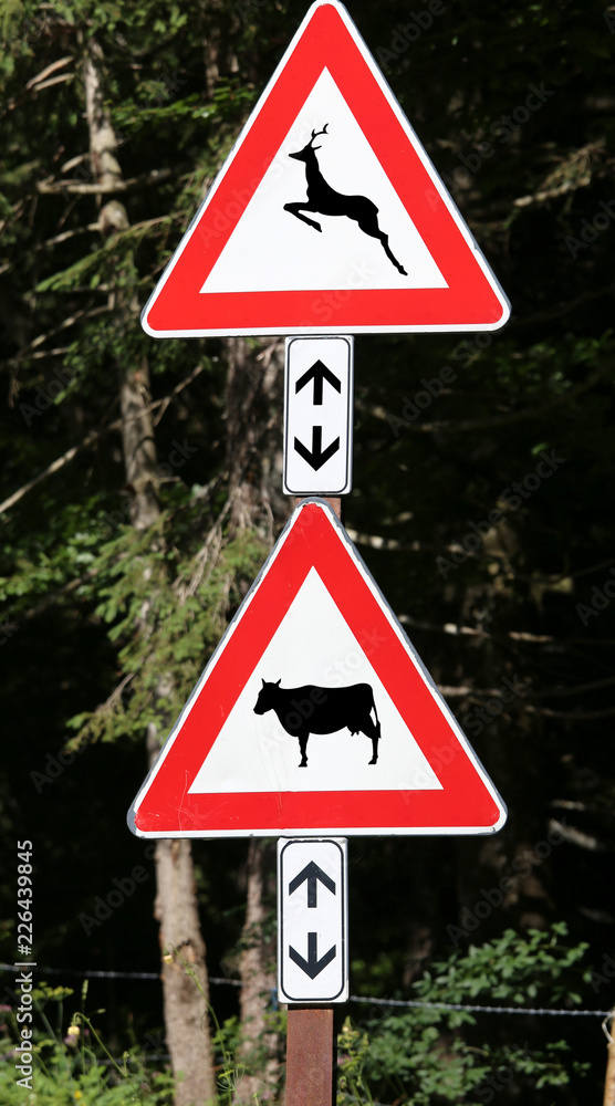 road signs near the wood caution crossing animals cow