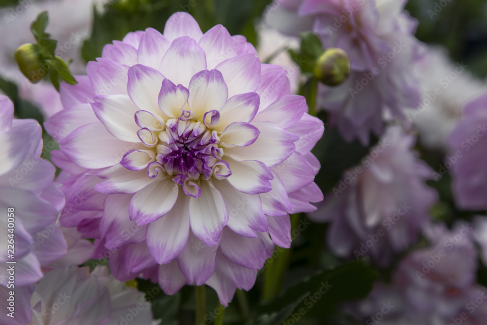 Fototapeta premium Close Up View of Sunlit Pale Purple and White Colored Dahlia Flower with Green Leaves and Similar Dahlias in Background