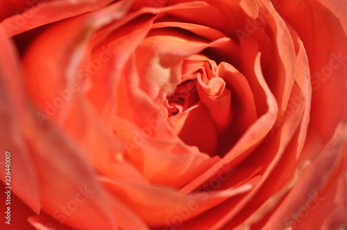 Pink Rose, Close Up