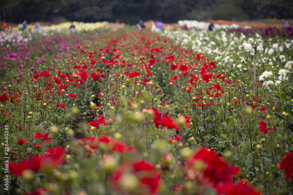 Field of red, white, and pink dahlia flowers with non-descript people and trees in background