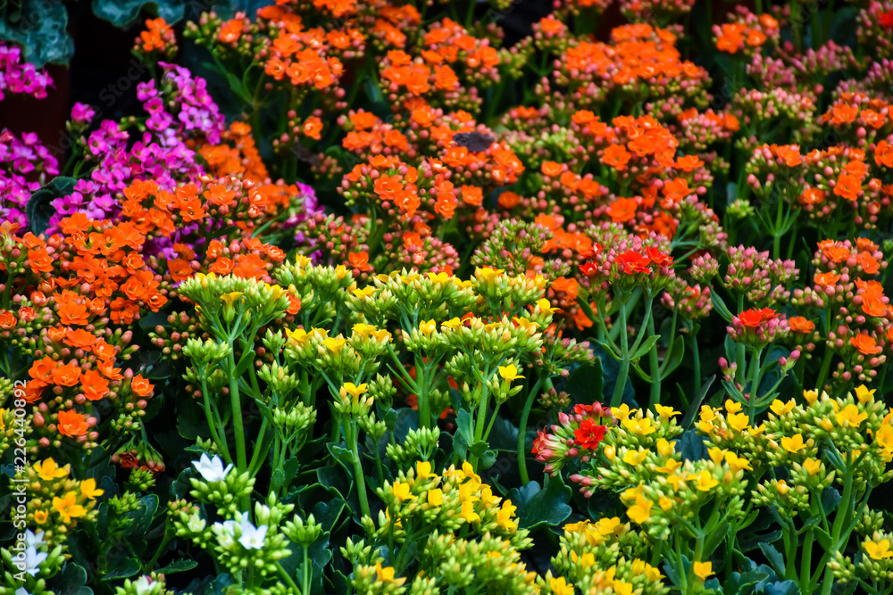 Fondo flores de colores