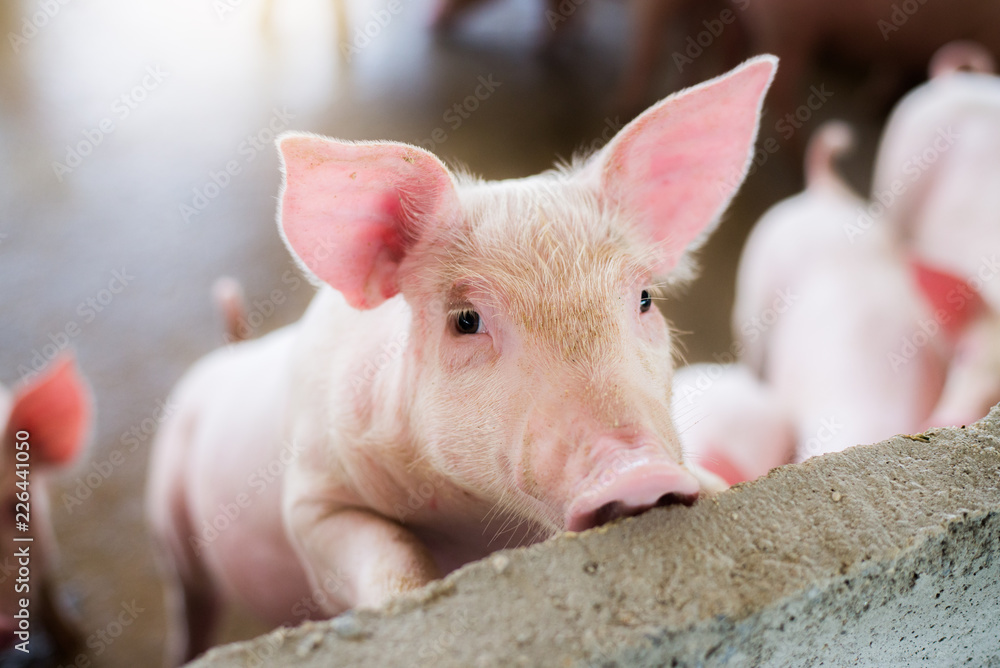 Focus is on eye. Shallow depth of field. pigs at the Focus is on eye. Shallow depth of field. pigs at the