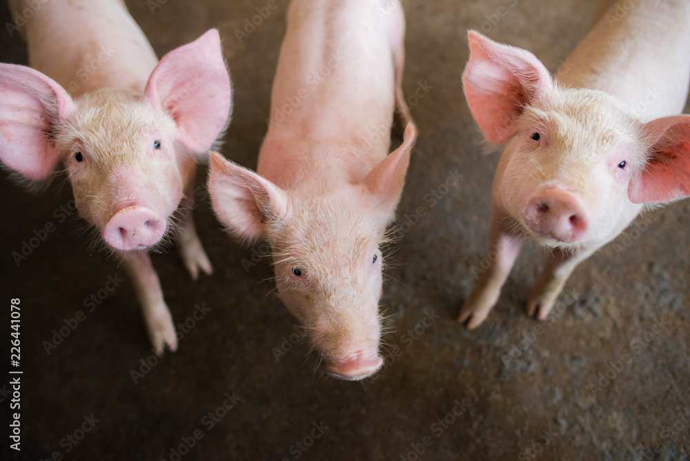 Swine at the farm. Meat industry. Pig farming to meet the growing demand for meat in thailand and international. Swine at the farm. Meat industry. Pig farming to meet the growing demand for meat in thailand and international.