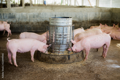 Swine at the farm. Meat industry. Pig farming to meet the growing demand for meat in thailand and international.