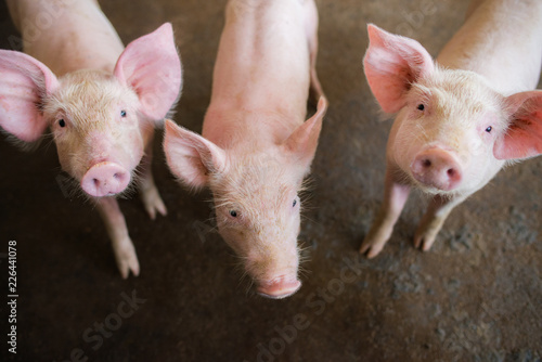 Swine at the farm. Meat industry. Pig farming to meet the growing demand for meat in thailand and international. © Worawut