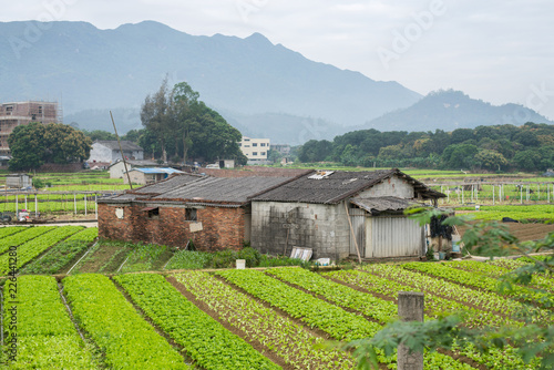 Vegetable garden in china