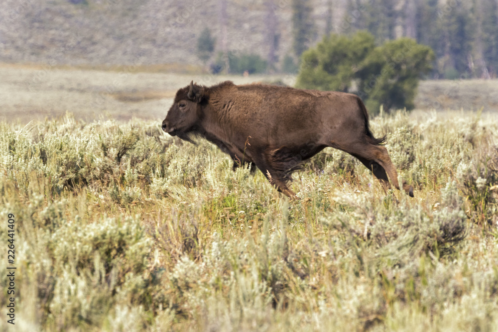 Running Jung American buffalo (Bison bison) Running Jung American buffalo (Bison bison)