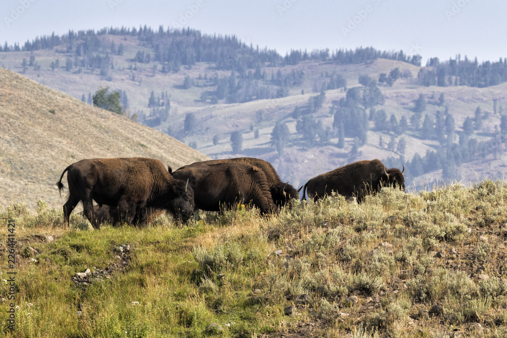 Lamar Valley at Yellowstone national pak with herd of american bisons