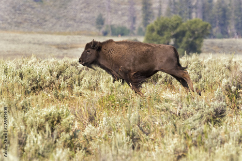 Running Jung American buffalo (Bison bison)