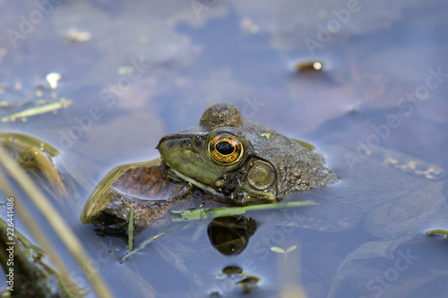  American bullfrog (Lithobates catesbeianus) hiding in the pond