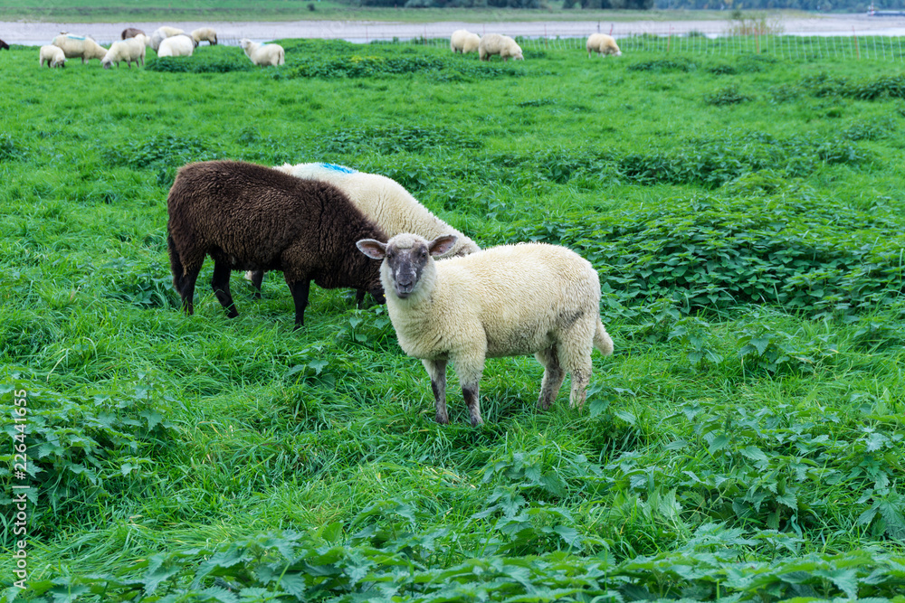 Fototapeta premium Sheeps on grass field