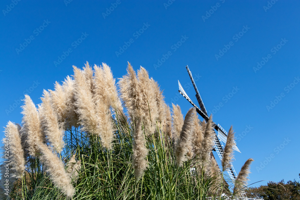 Fototapeta premium Pampasgrass and autumn sky, Funabashi-city, Chiba prefecture, Japan