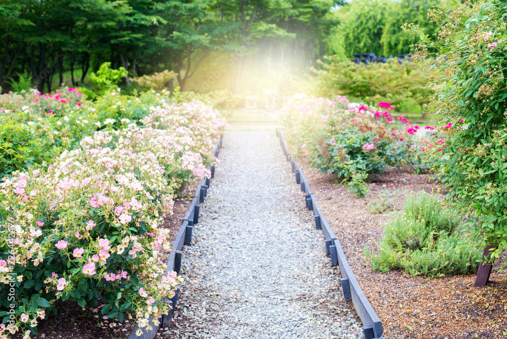 A flowers garden beautiful in springfield at Japan. A flowers garden beautiful in springfield at Japan.