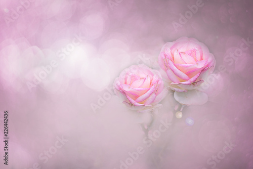 Pink roses color soft style for sweet bokeh background with copy space.