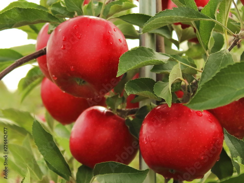 One group of apples in a tree ready to be picked