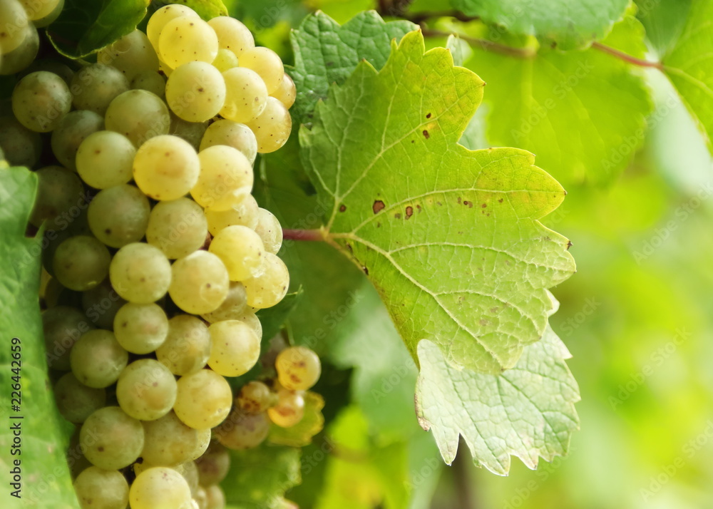 Green grapes on the vine with leaves and select focus