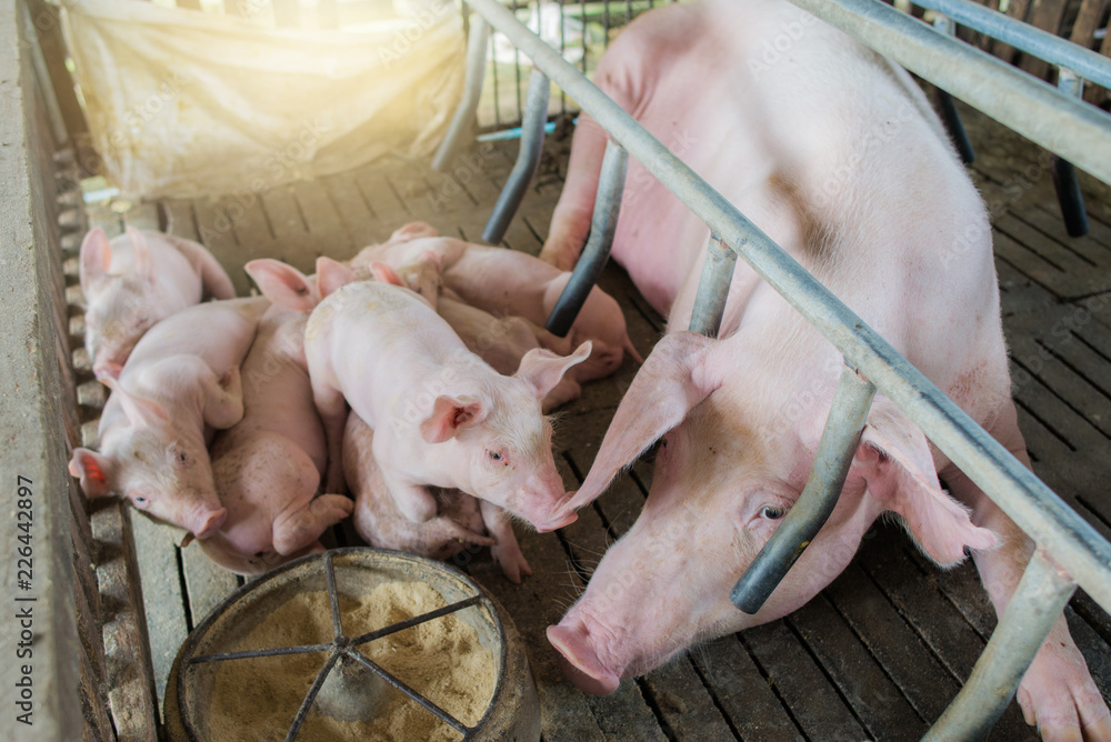 Mother pig and small piglet in the farm,Swine at the farm of thailand. Mother pig and small piglet in the farm,Swine at the farm of thailand.