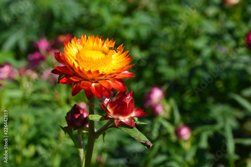 straw flower or everlasting or paper daisy flower and