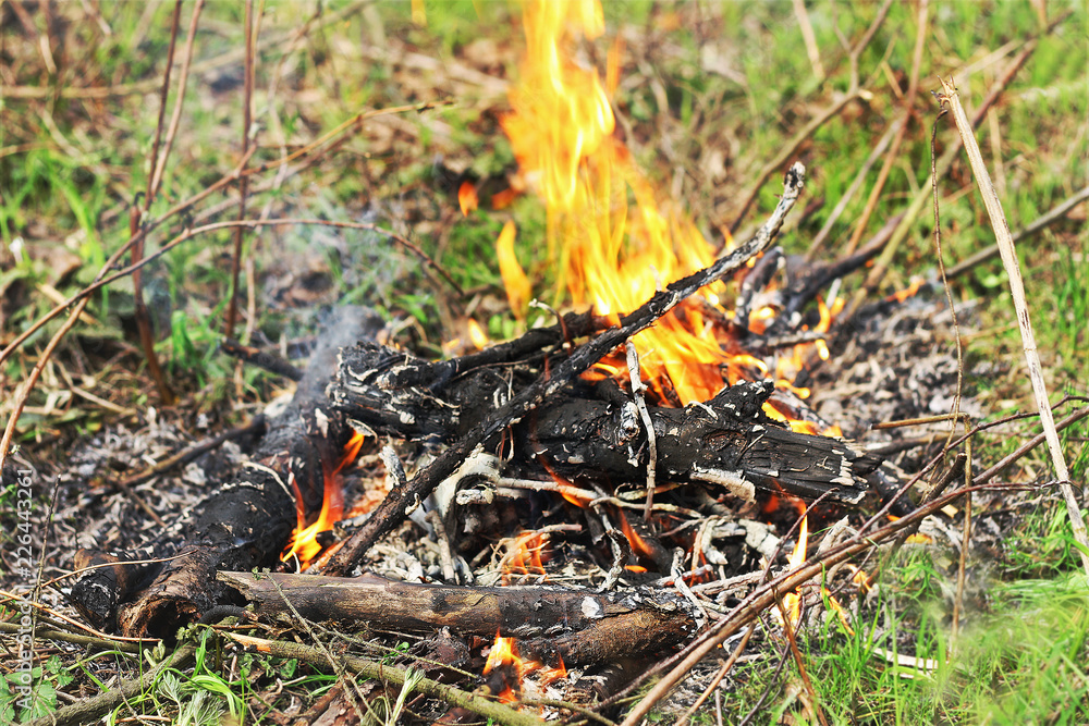 Fire, lit in the forest, among the green grass and branches. Fire, lit in the forest, among the green grass and branches.