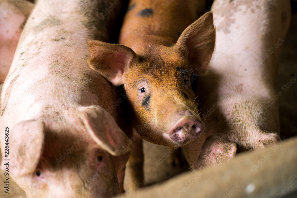 Swine at the farm. Meat industry. Pig farming to meet the growing demand for meat in thailand and international. Swine at the farm. Meat industry. Pig farming to meet the growing demand for meat in thailand and international.