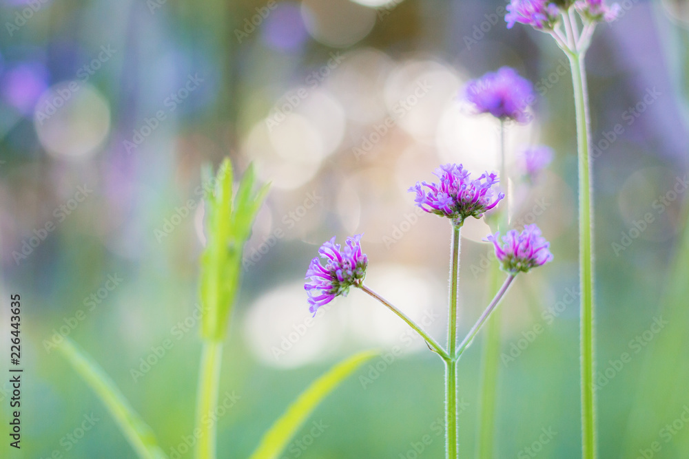 Fototapeta premium Blooming flower in winter.