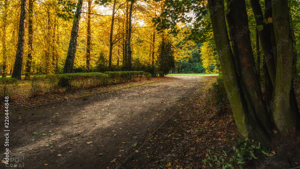 Fototapeta premium Miejska Jesień 